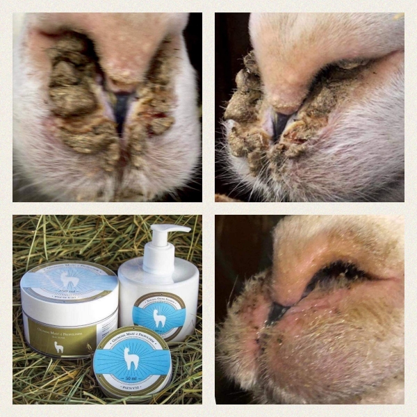 Ozonsalbe für Alpakas Hautpflege